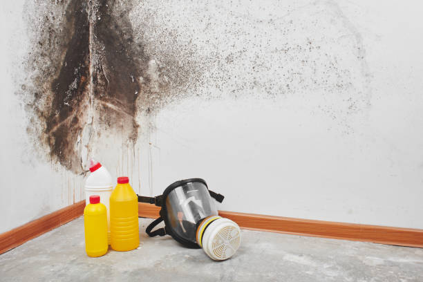 Best Mold Cleaning Services  in Montgomery, PA