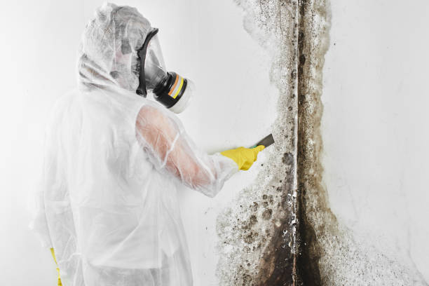 Best Black Mold Removal  in Montgomery, PA