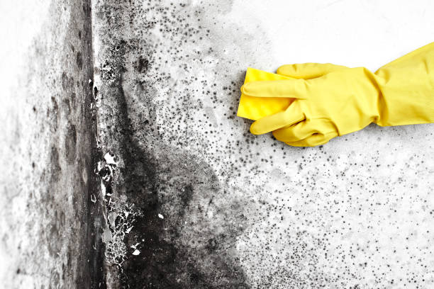 Reliable Montgomery, PA Mold Removal Solutions