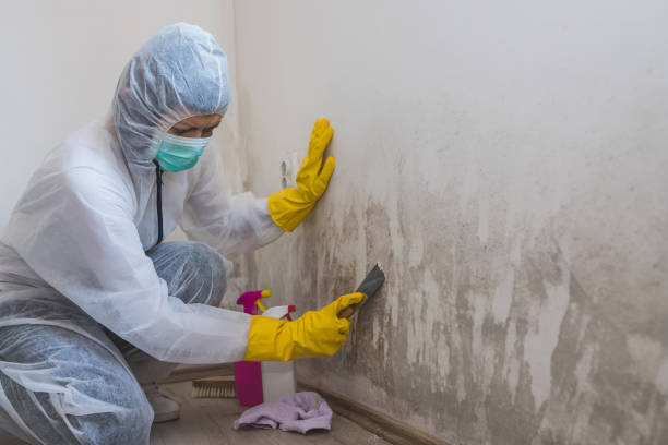 Trusted Montgomery, PA Mold Removal Experts