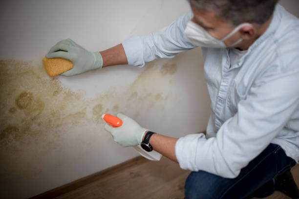 Best Mold Testing  in Montgomery, PA