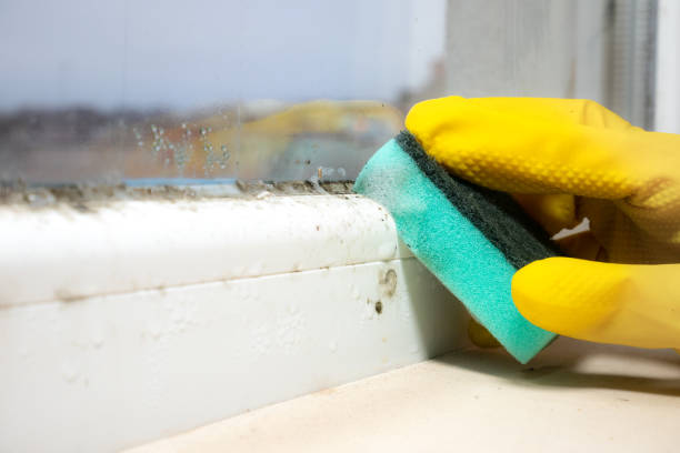 Best Mold Remediation  in Montgomery, PA