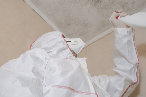 Best Mold Damage Repair  in Montgomery, PA