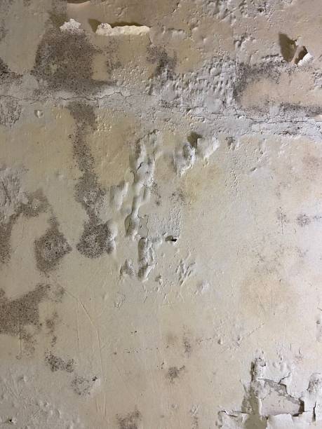 Best Black Mold Removal  in Montgomery, PA