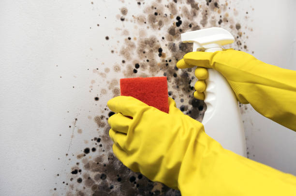 Best Local Mold Removal Service  in Montgomery, PA
