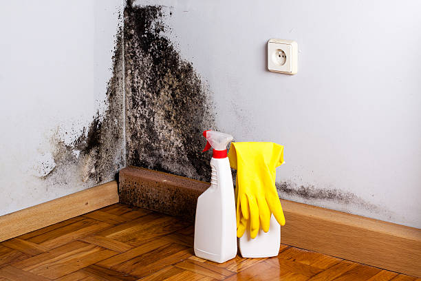 Best Mold Damage Repair  in Montgomery, PA