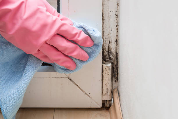 Best Toxic Mold Removal  in Montgomery, PA