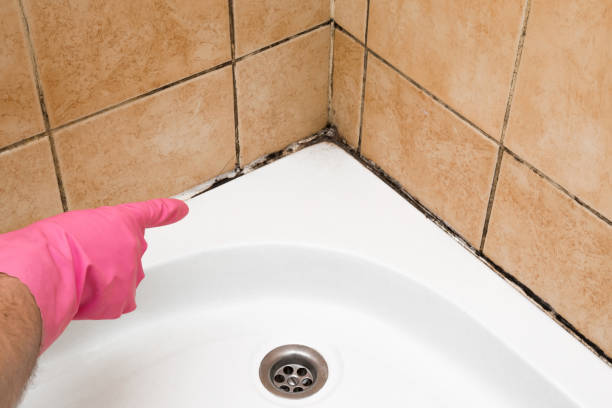 Best Mold Removal Specialists  in Montgomery, PA