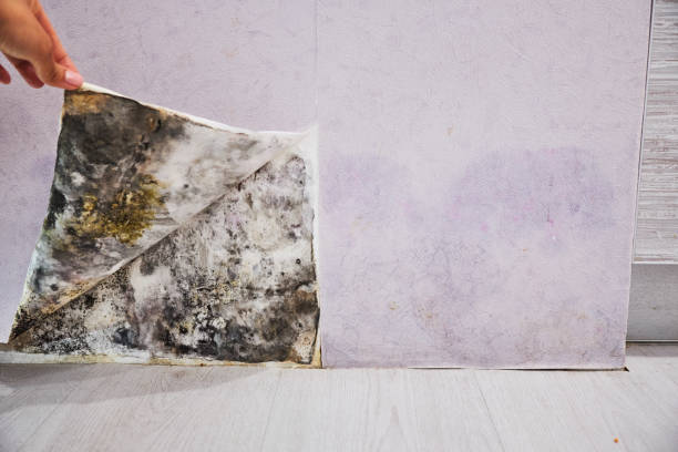 Best Commercial Mold Removal  in Montgomery, PA